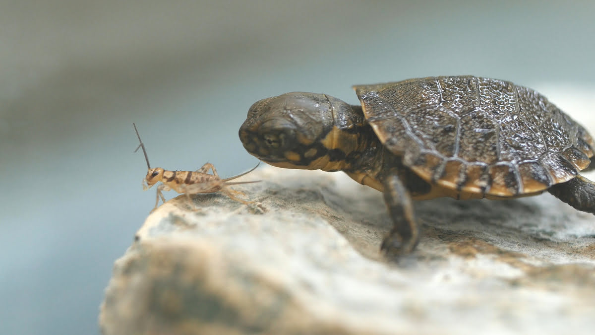 What Insects Do Turtles Eat