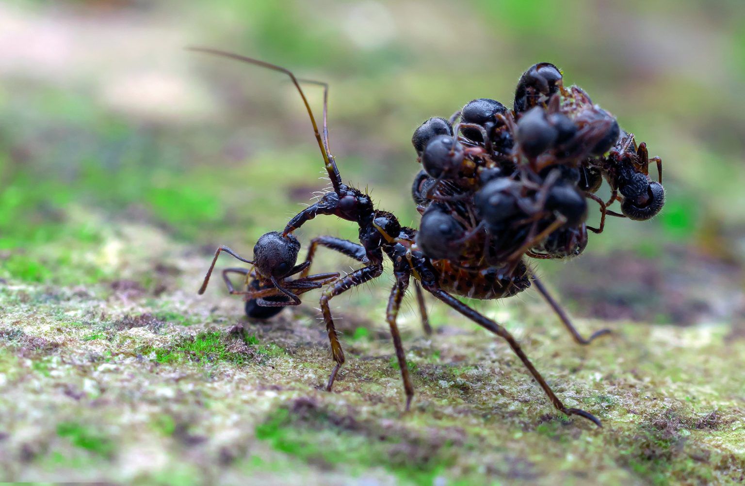 what insects eat ants        <h3 class=