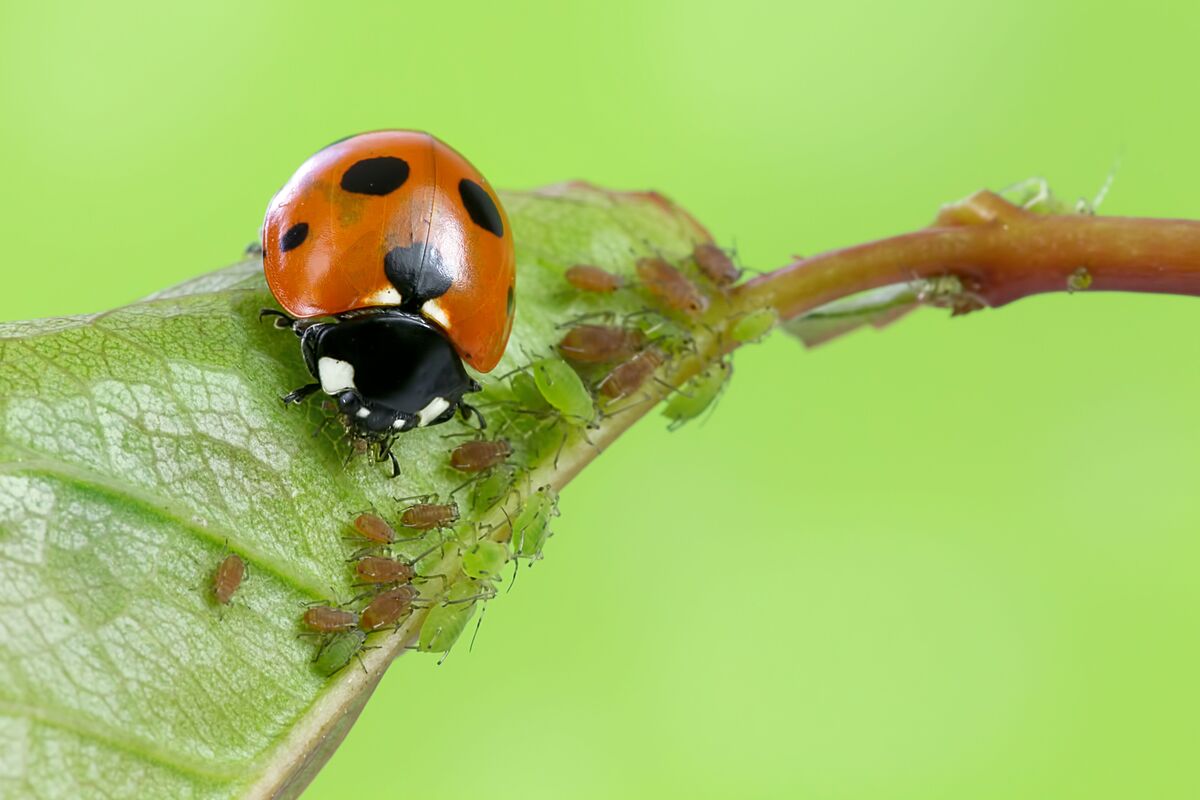 What Insects Eat Aphids