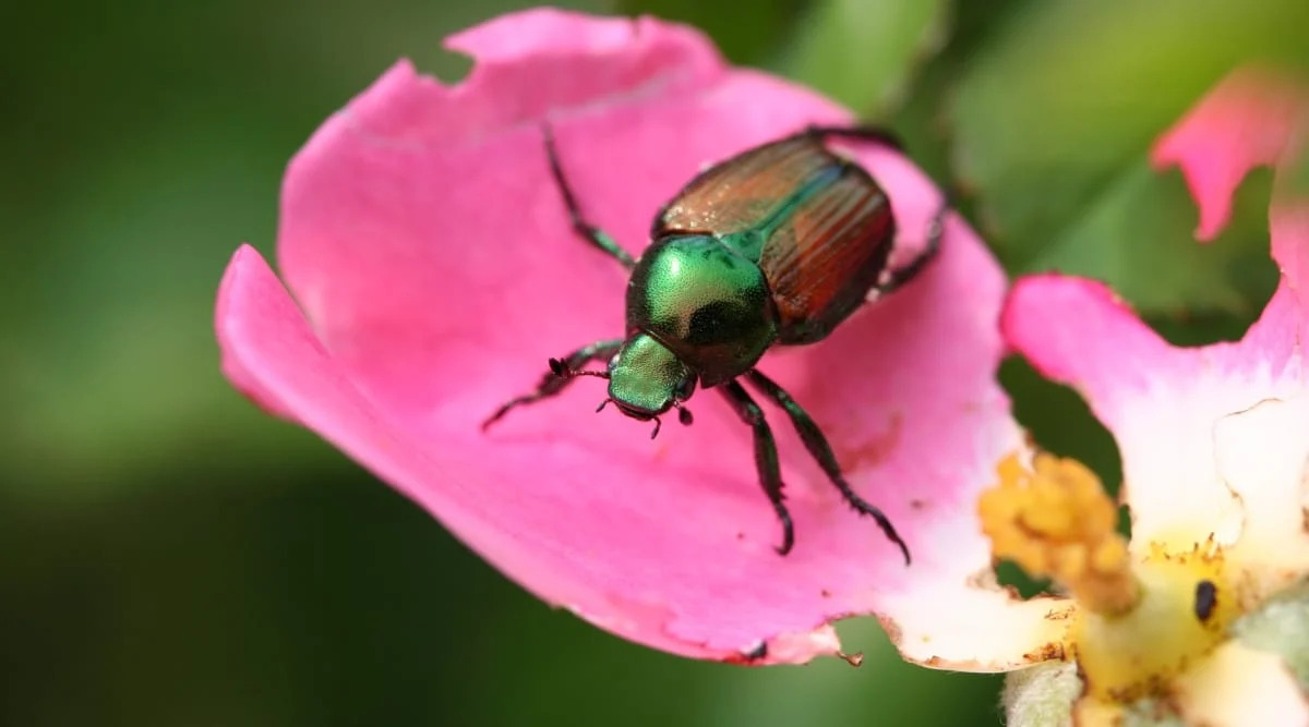 What Insects Eat Roses