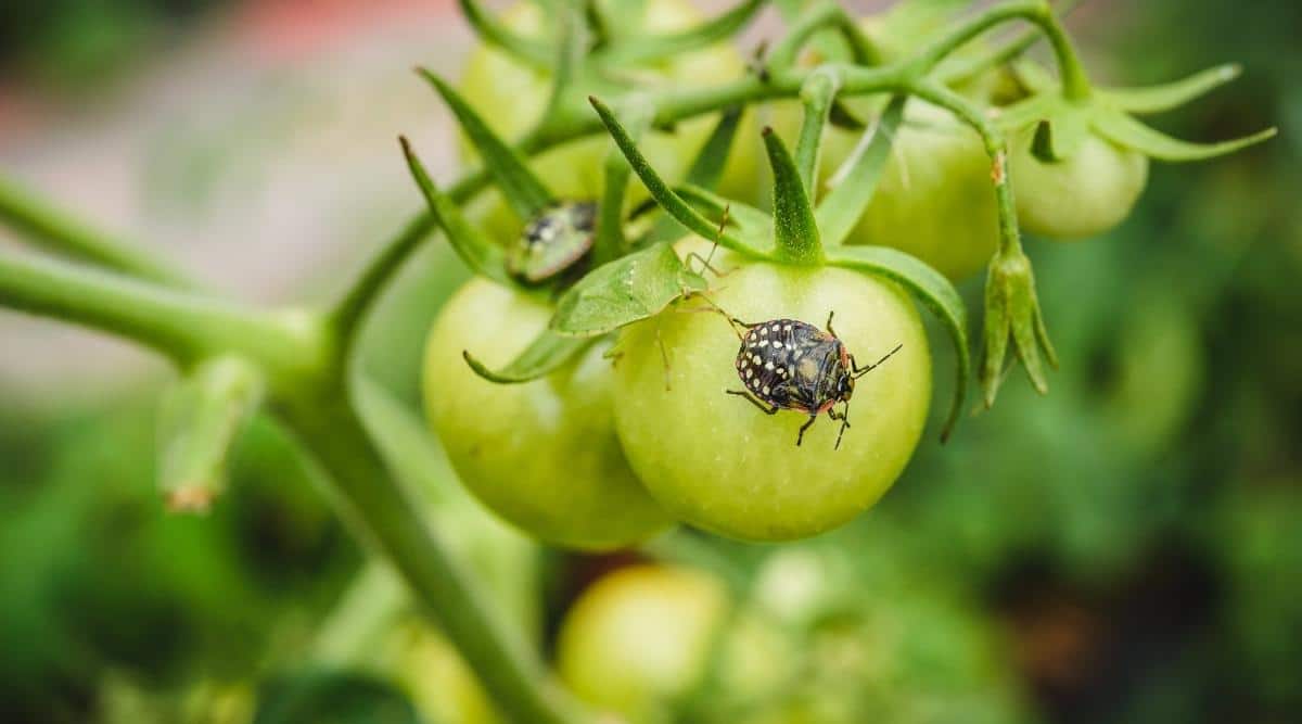 What Insects Eat Tomato Plants