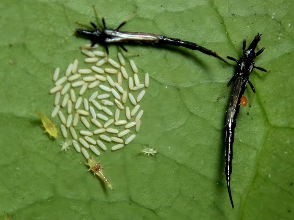 What Insects Lay Eggs