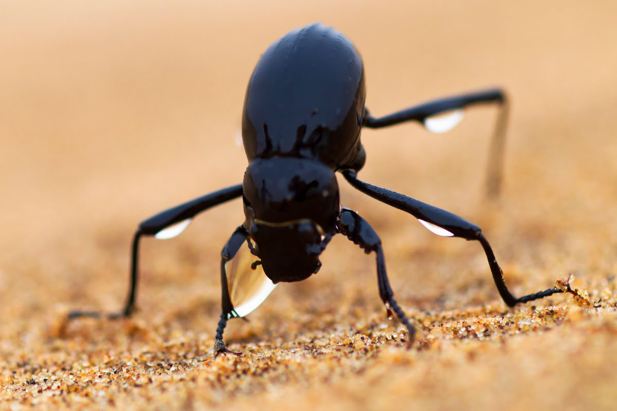 What Insects Live In The Desert