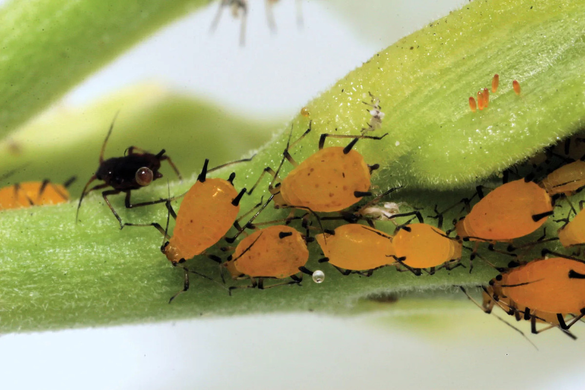 What Is Aphids Insects