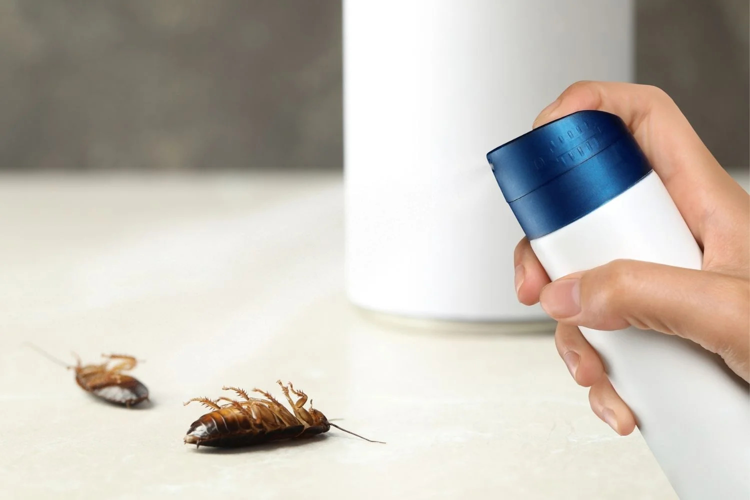 What Is The Best Aerosol To Get Rid Of Insects