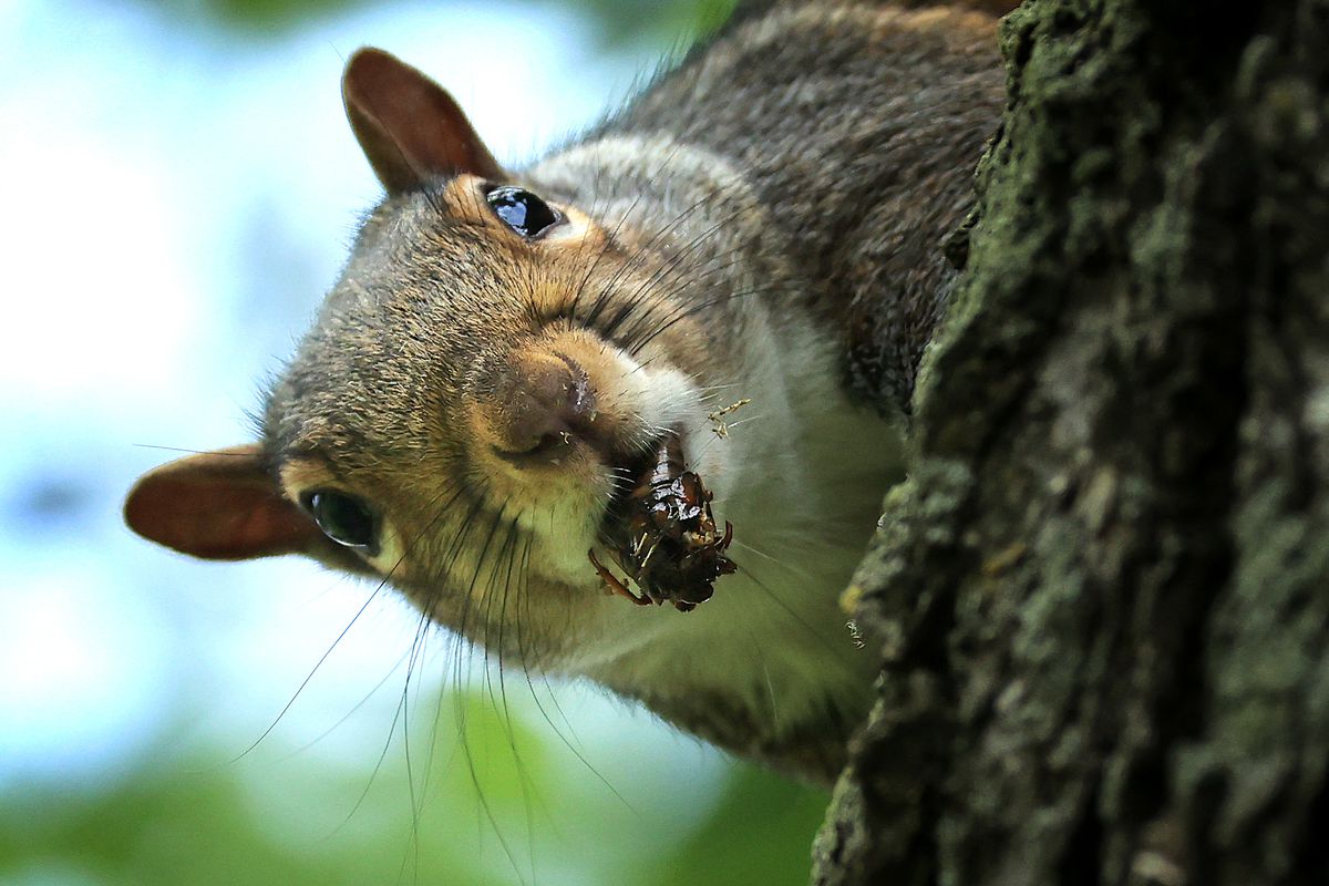 What Kind Of Insects Do Squirrels Eat