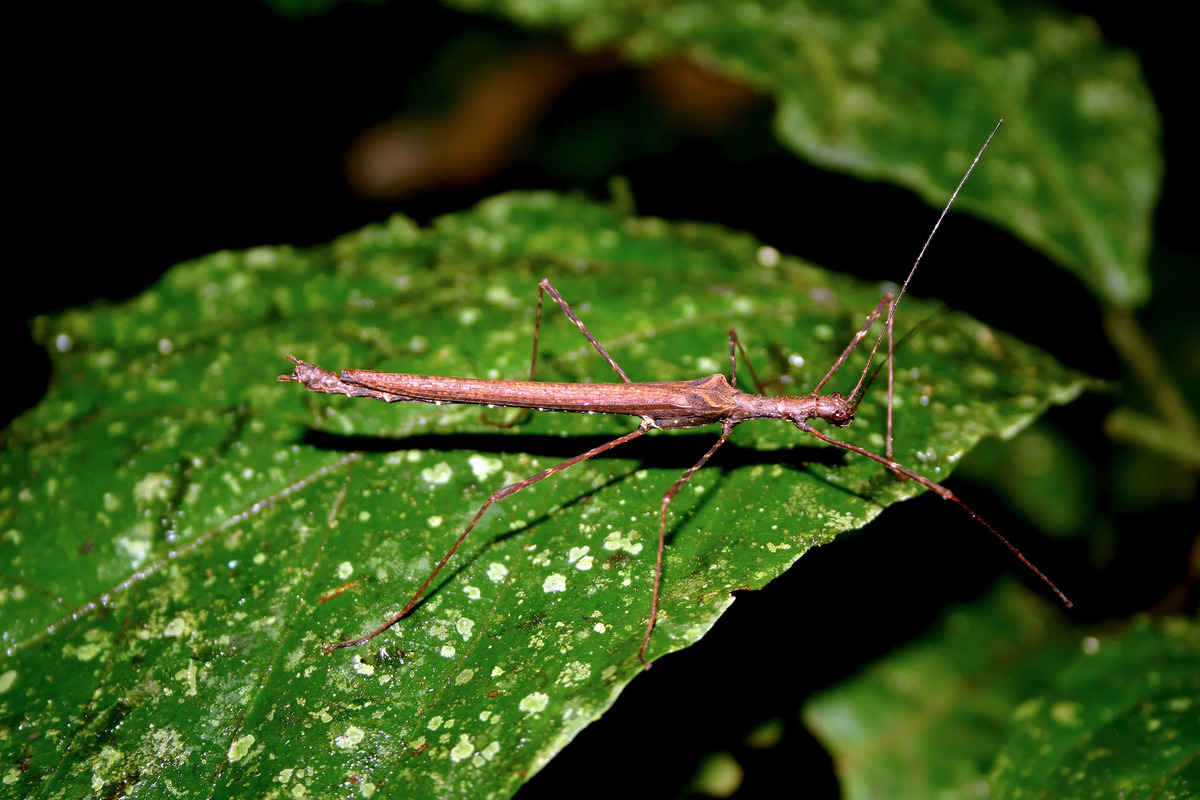 What Leaves Do Stick Insects Eat