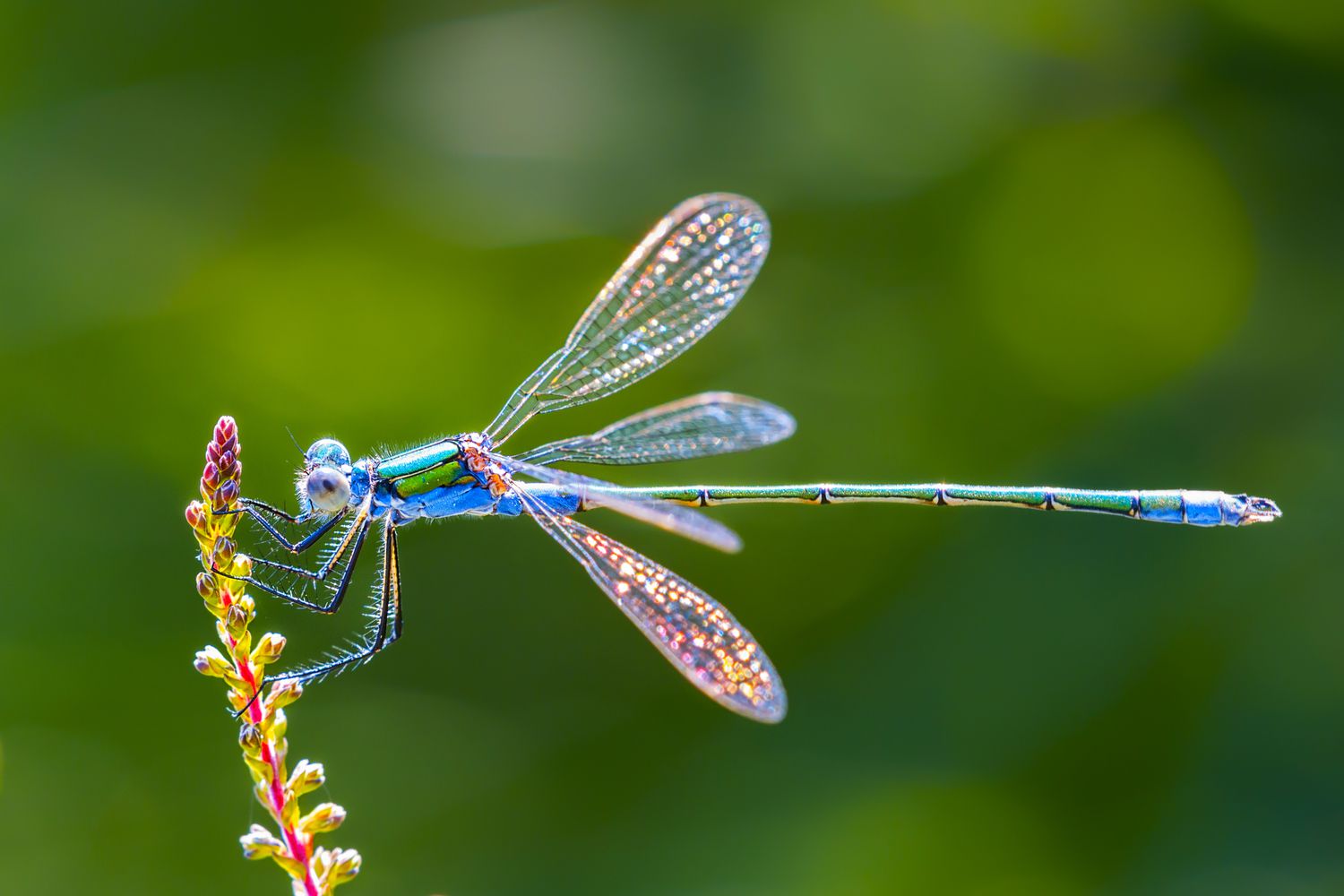 What Order Of Insects Is Dragonflies?