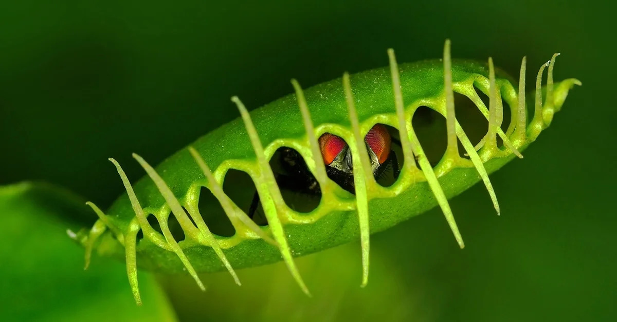 Why Do Carnivorous Plants Digest Insects?