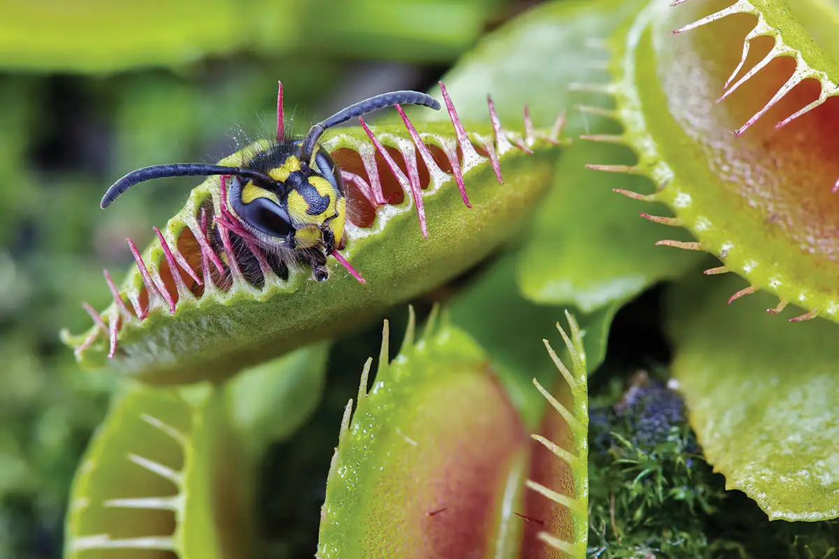 Why Does The Venus Flytrap Plant Trap Insects?