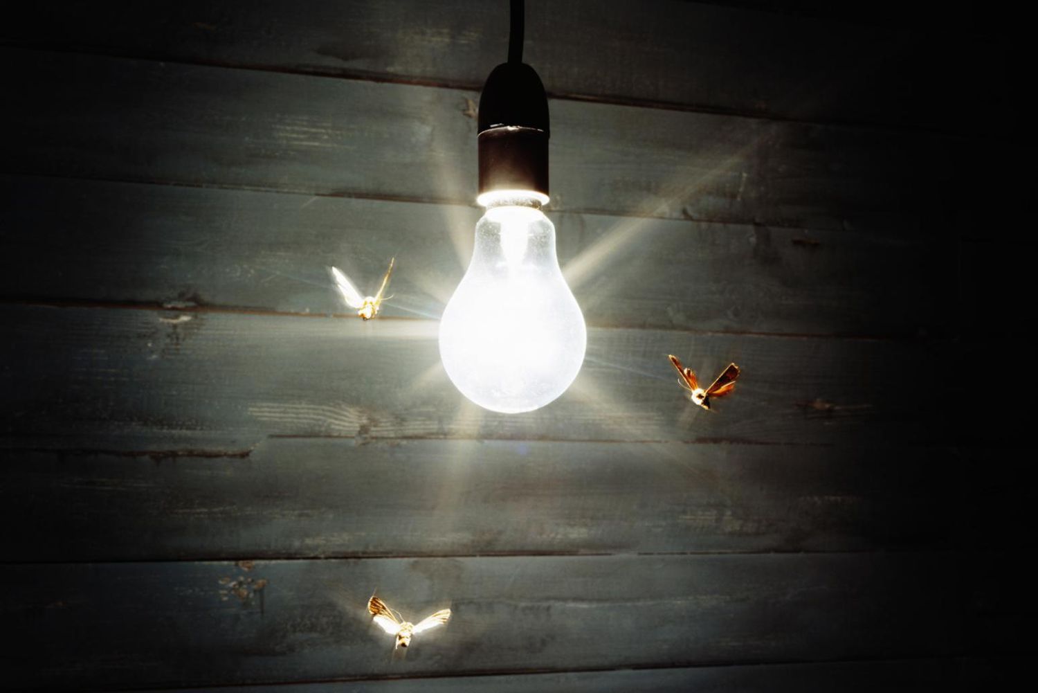 Why Insects Are Attracted To Light