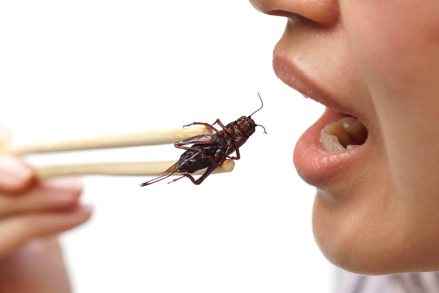 Why We Should Eat Insects
