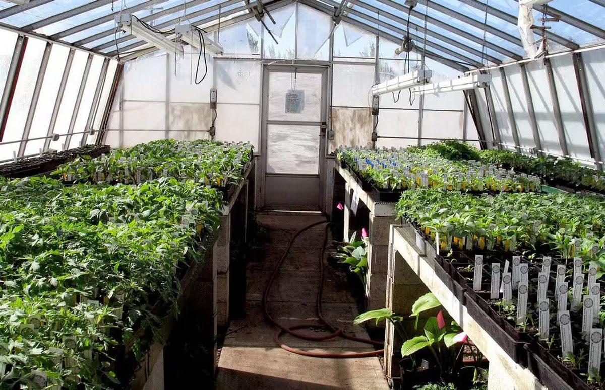 14 Superior Seedling Greenhouse for 2024