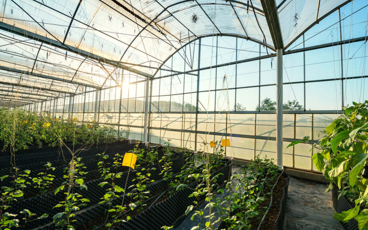 8 Incredible Greenhouse Roofing for 2024