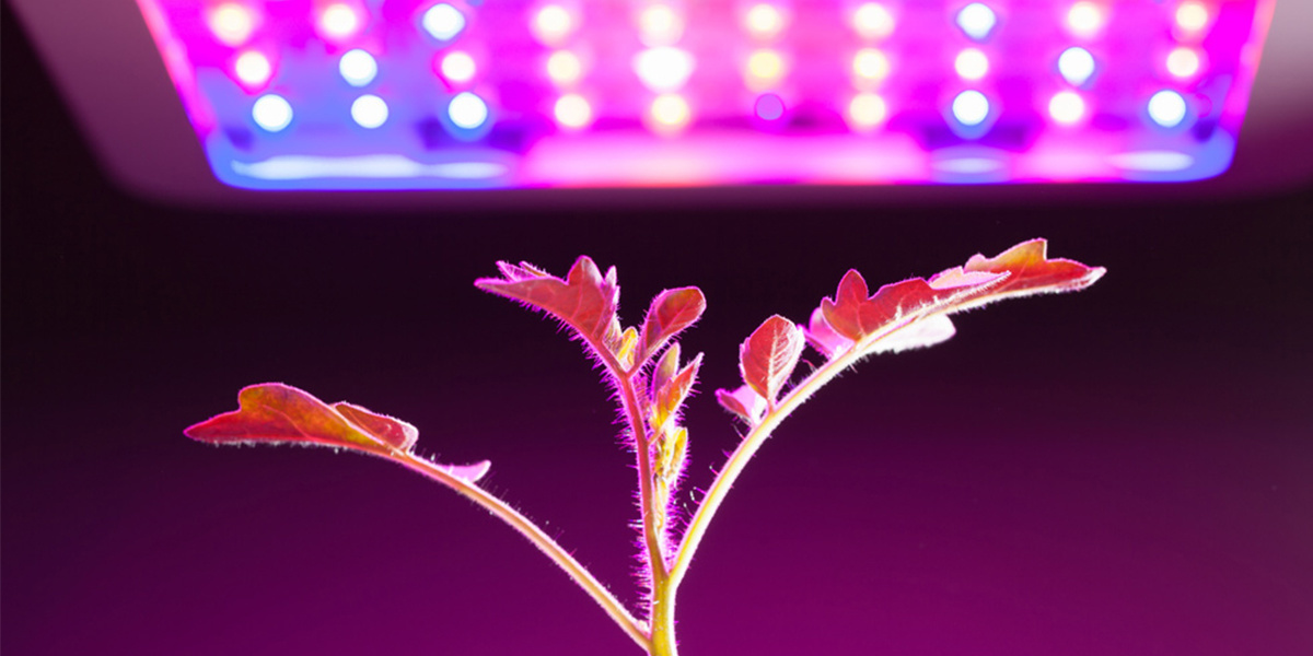 9 Incredible Greenhouse Lights For Plants For Winter for 2024