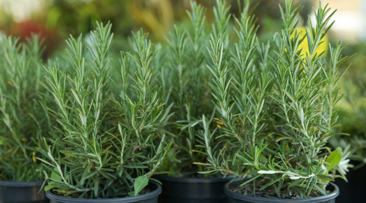 How Big Does Rosemary Grow