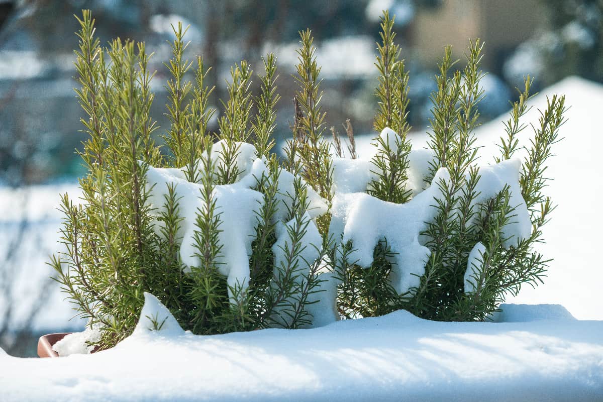 How Cold Can A Rosemary Plant Tolerate