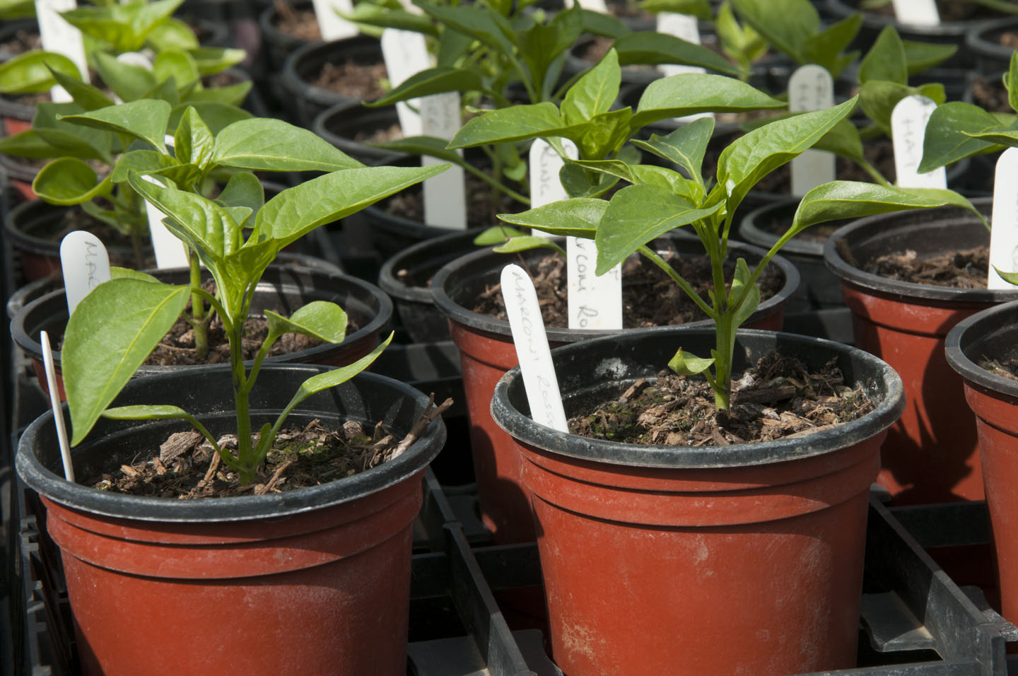 How Cold Can Pepper Seedlings Tolerate