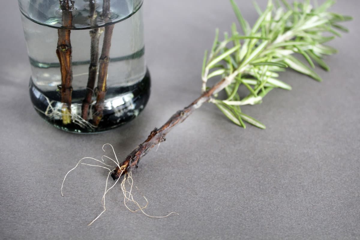 How Deep Does Rosemary Roots Grow