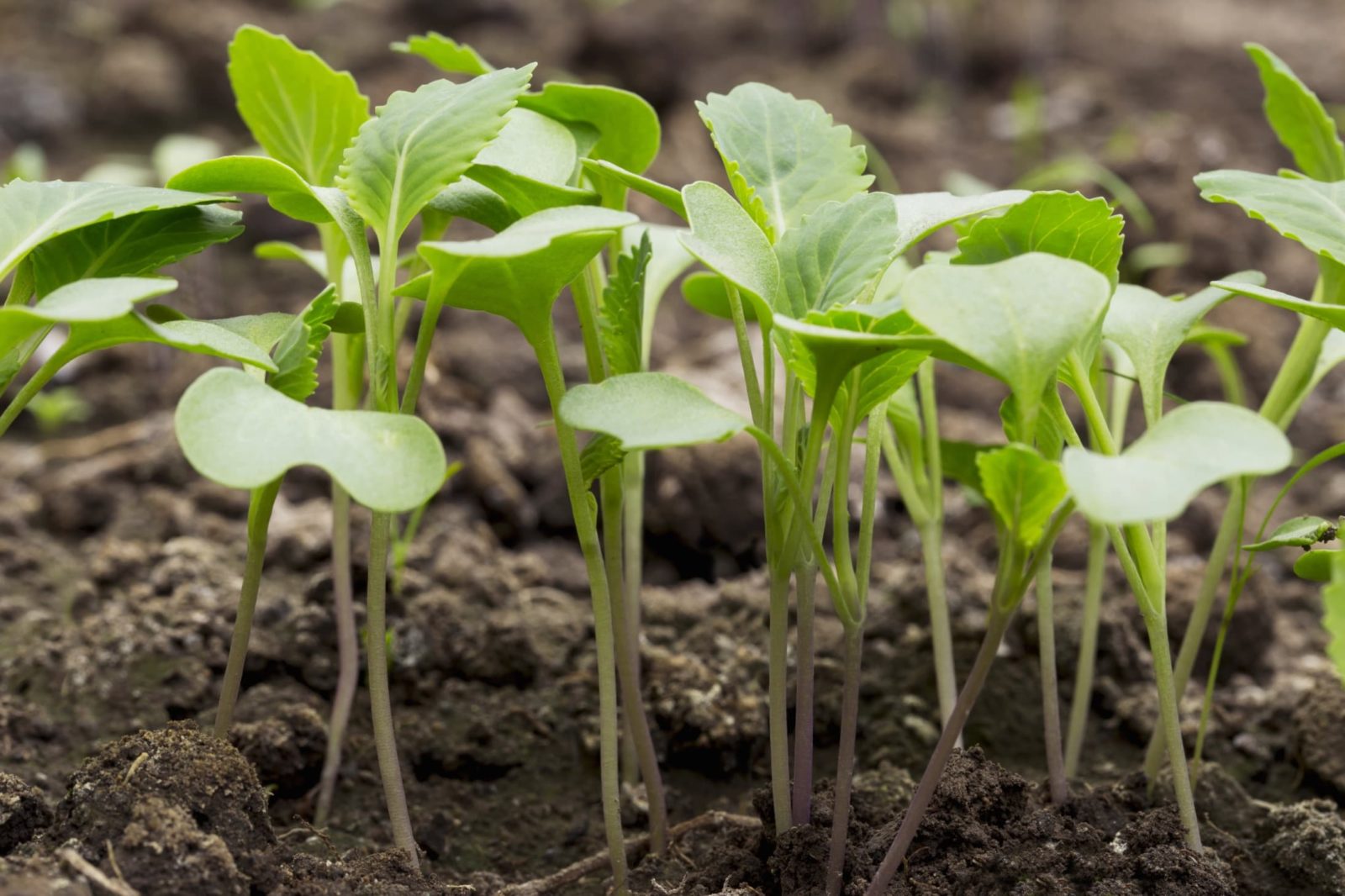 How Deep To Plant Cabbage Seedlings