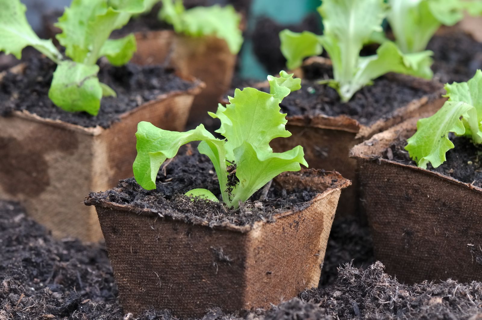 How Deep To Plant Lettuce Seedlings