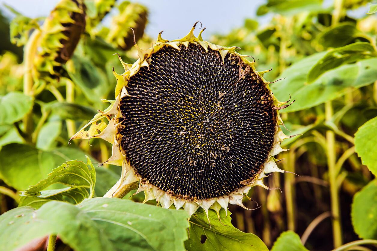 How Do You Preserve Sunflowers