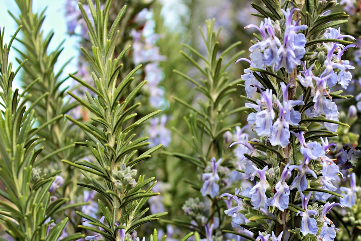 How Do You Take Care Of A Rosemary Plant