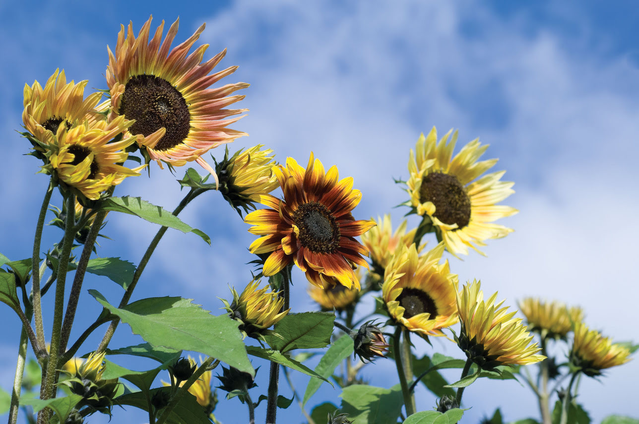How Far Apart Should Sunflowers Be Planted