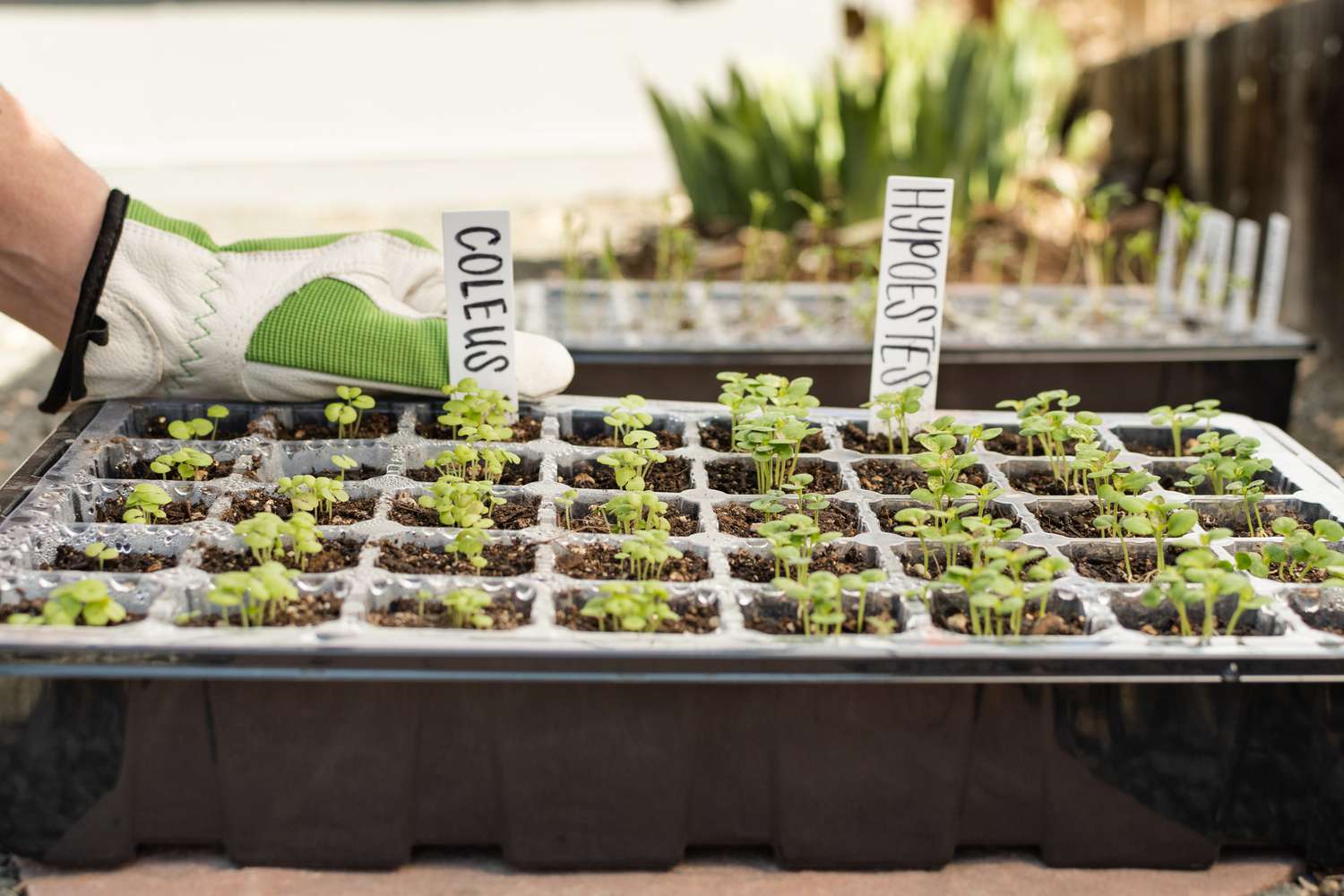 How Far Should Grow Lights Be From Seedlings
