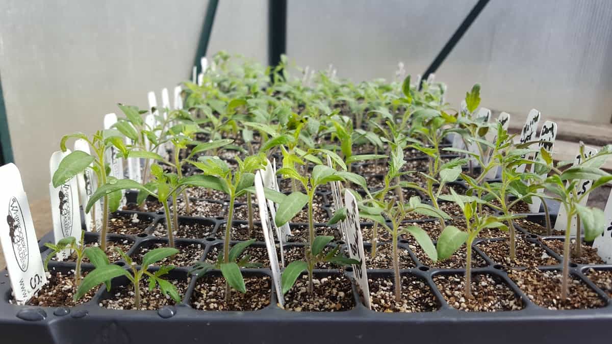 How Fast Do Tomato Seedlings Grow