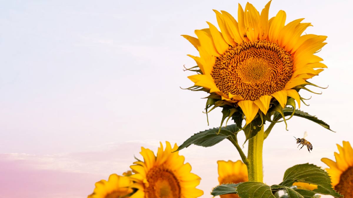 How Long Do Sunflowers Last