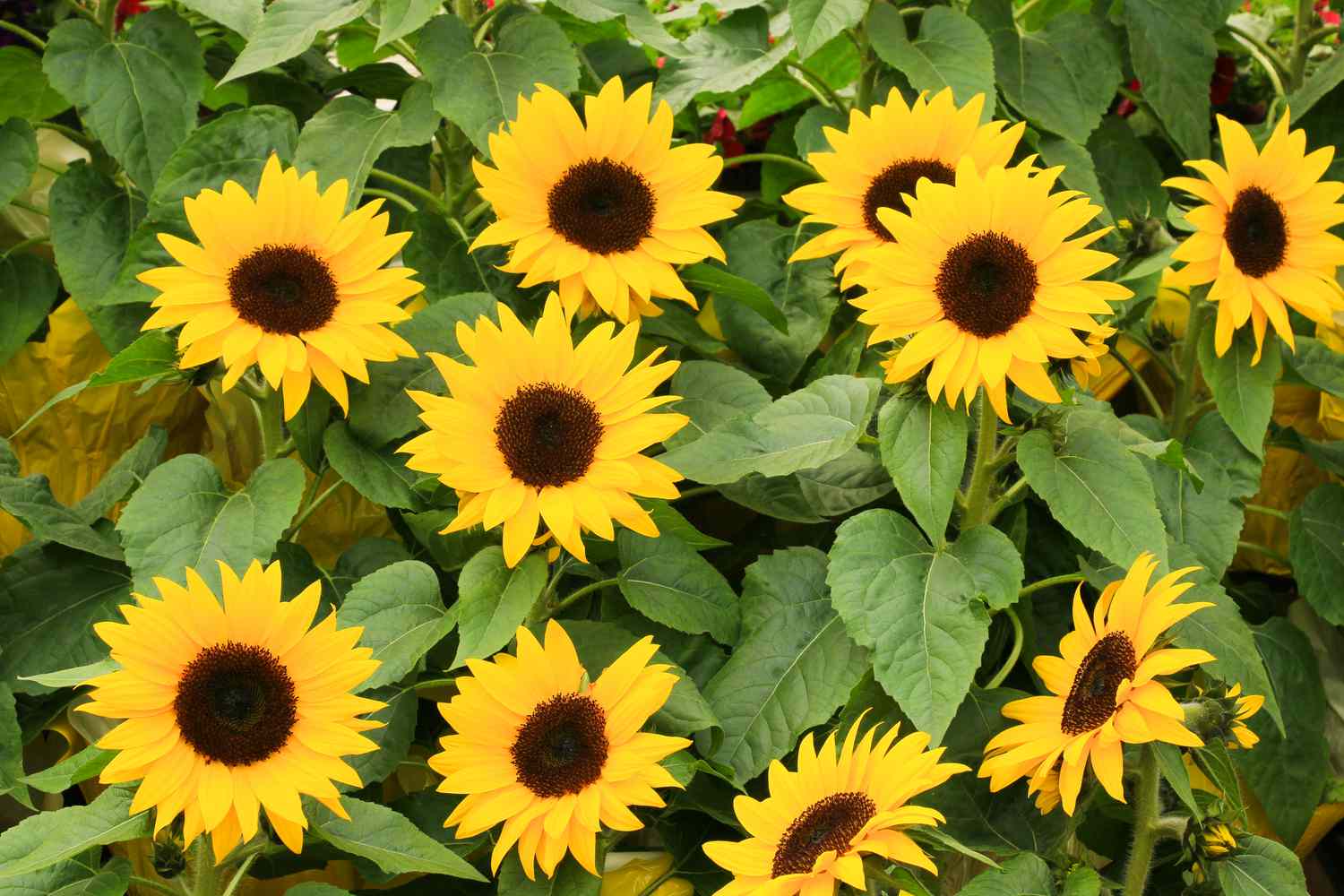 How Long Do Sunflowers Take To Grow