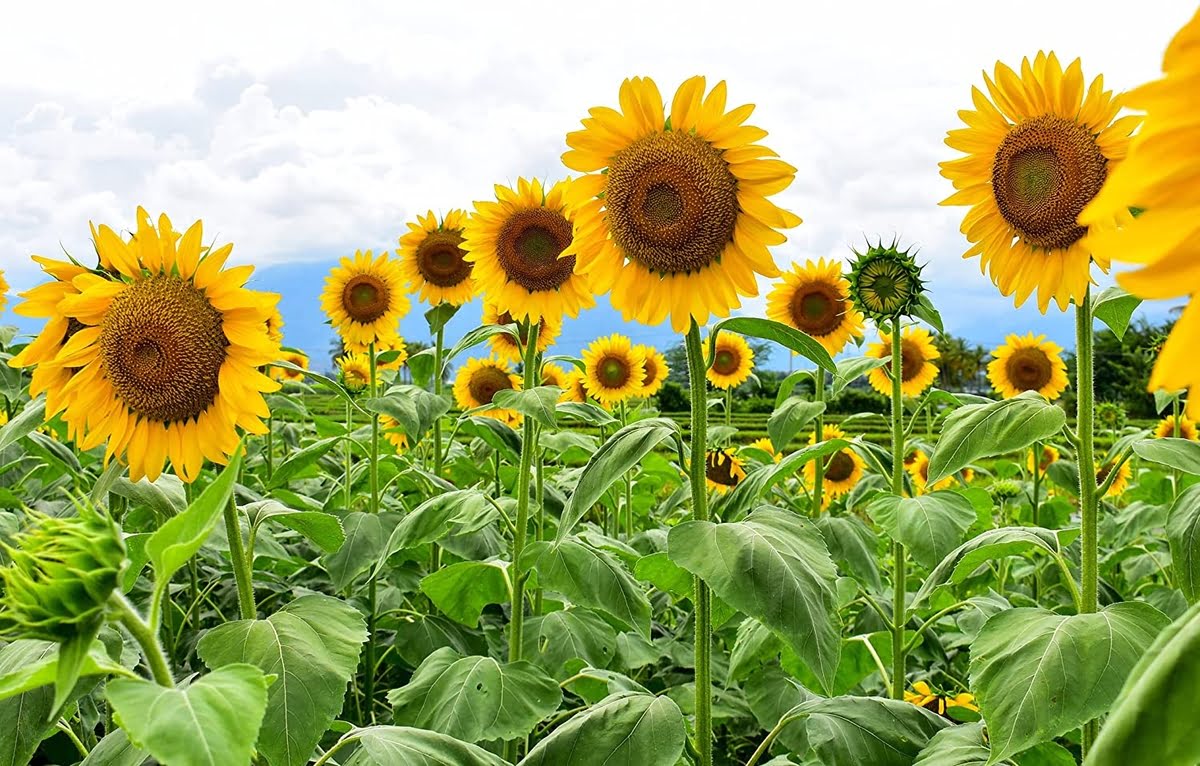 How Long Does It Take For Mammoth Sunflowers To Grow