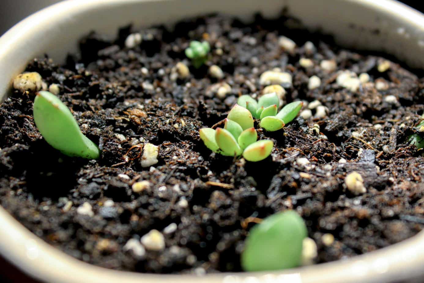 How Long Does It Take For Succulents To Propagate
