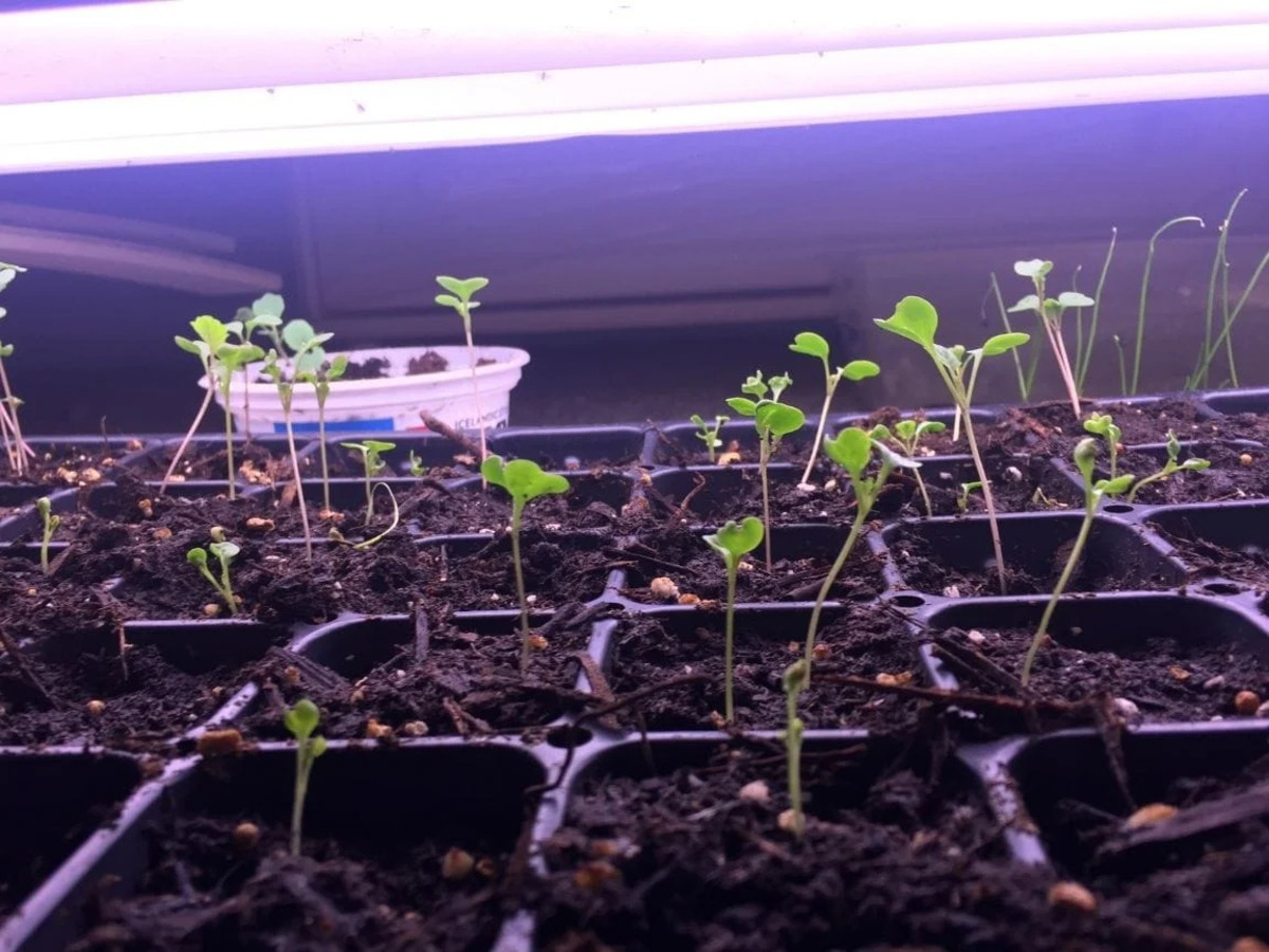 How Long To Leave Grow Lights On Seedlings