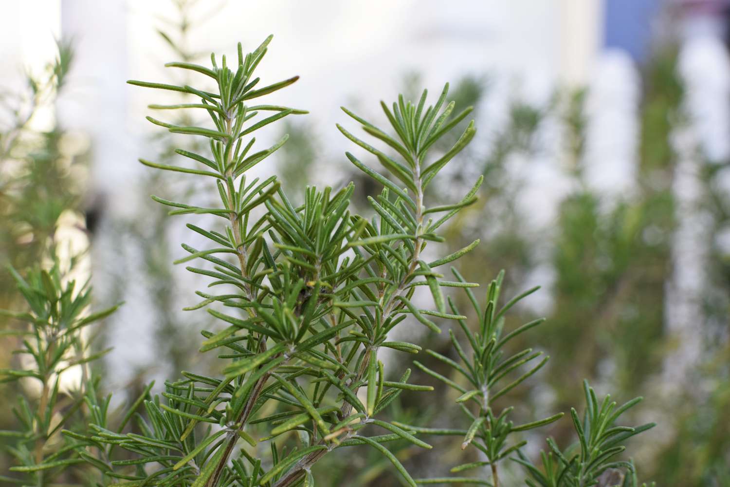 How Long Will A Rosemary Plant Live