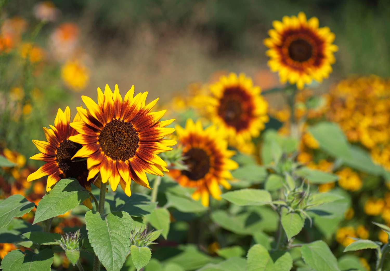 How Many Different Varieties Of Sunflowers Are There