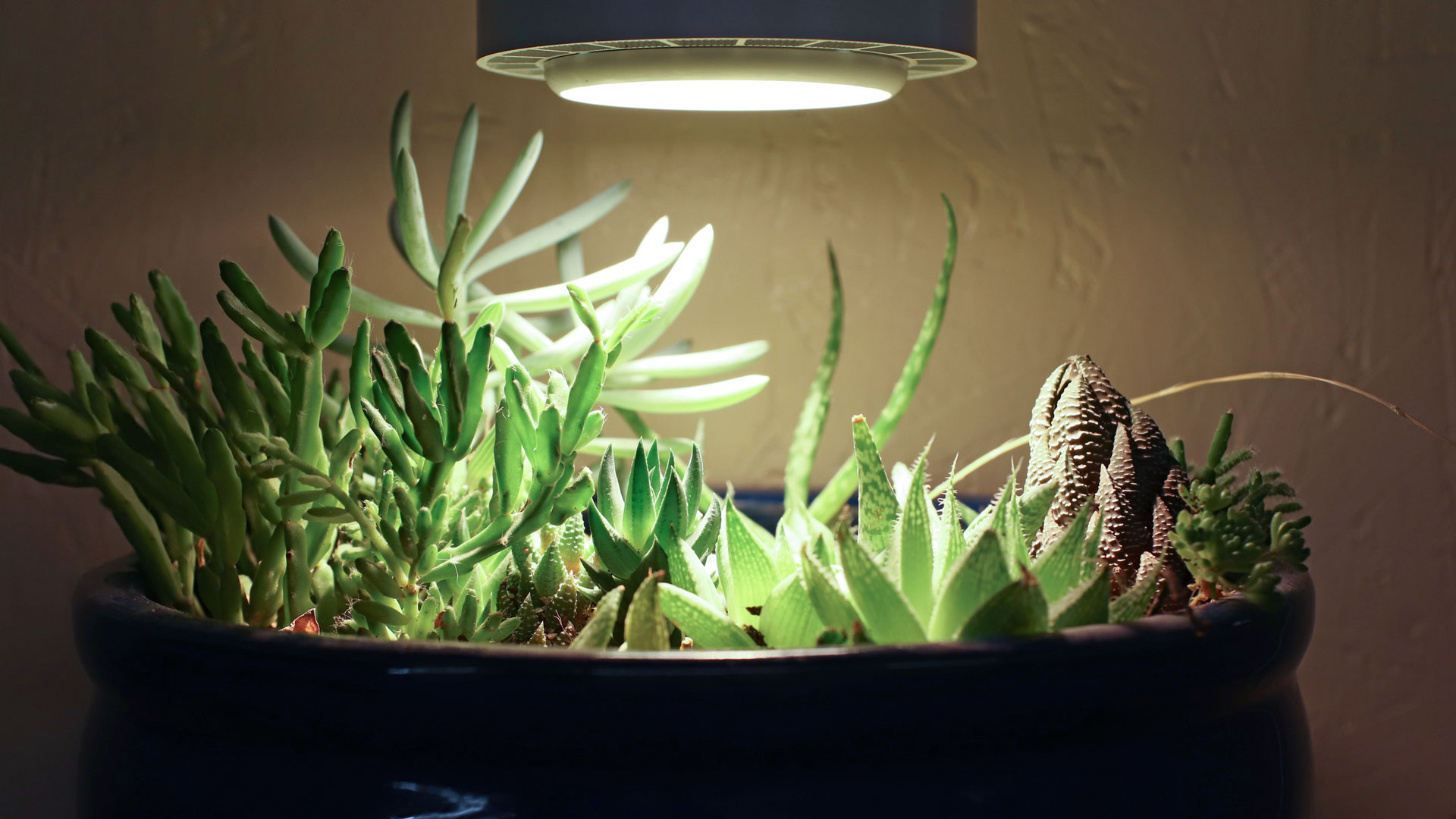 How Much Grow Light Do Succulents Need
