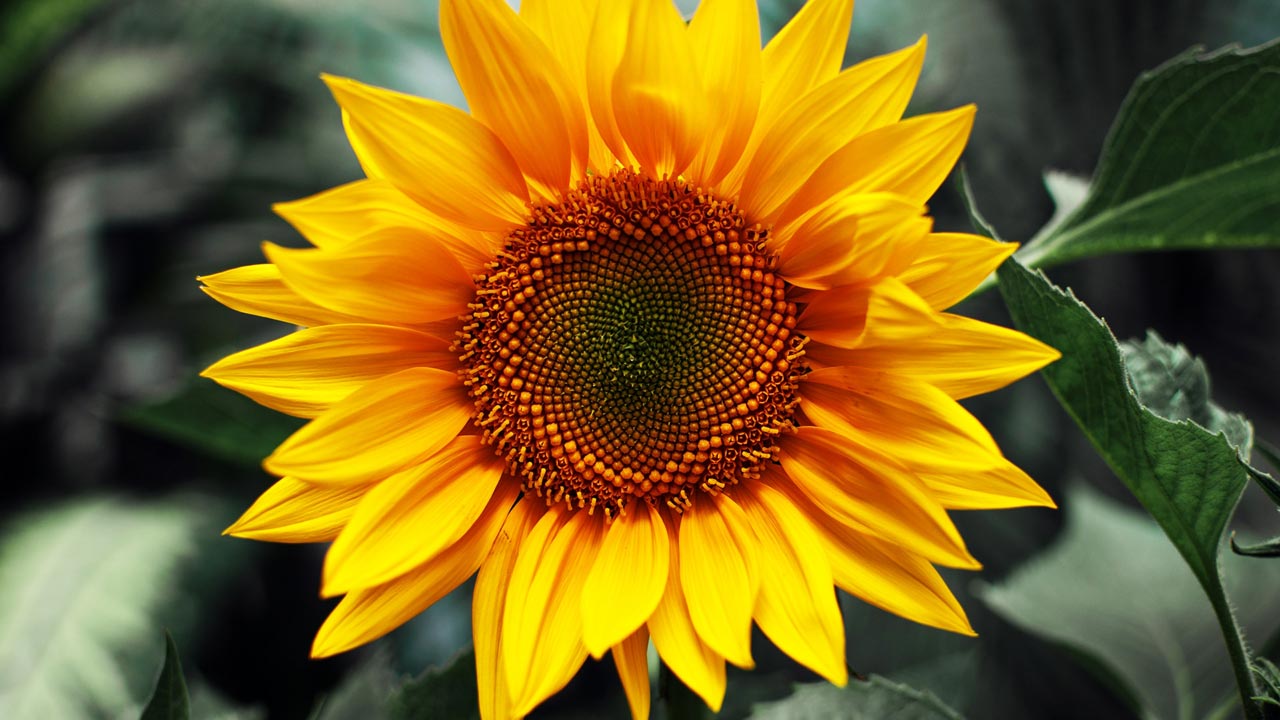 How Much Sun Do Sunflowers Need