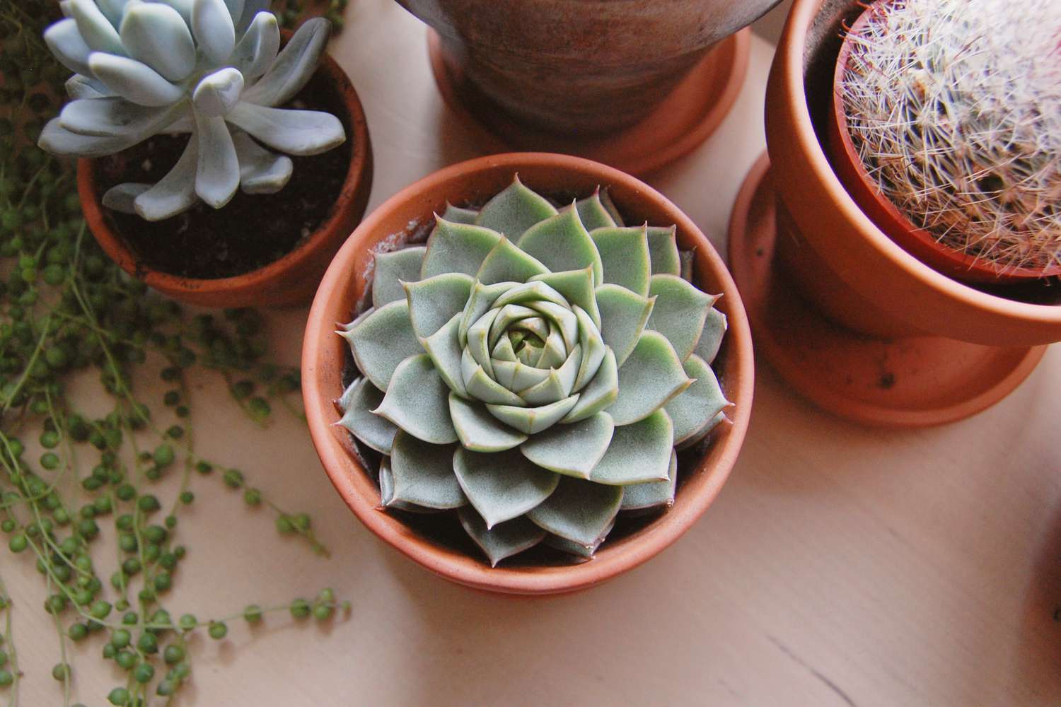 How Much Sunlight Should Succulents Get