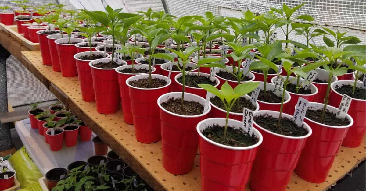 How Much To Sell Seedlings For