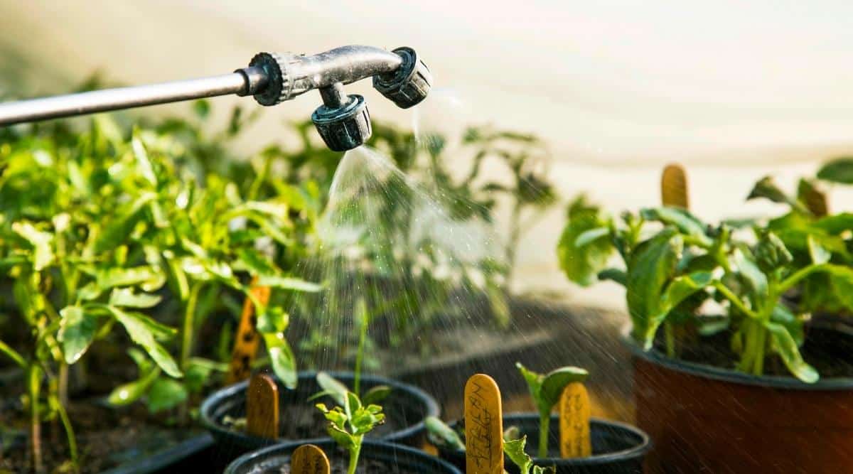 How Much Water Should You Give To Seedlings