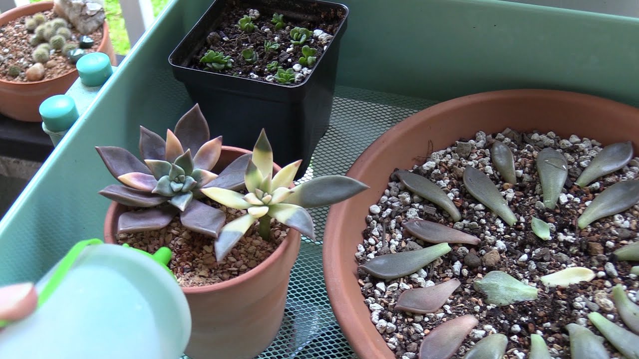 How Often And How Much Do You Water Succulents