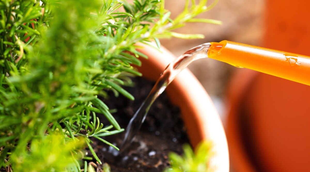 How Often Should I Water A Rosemary Plant