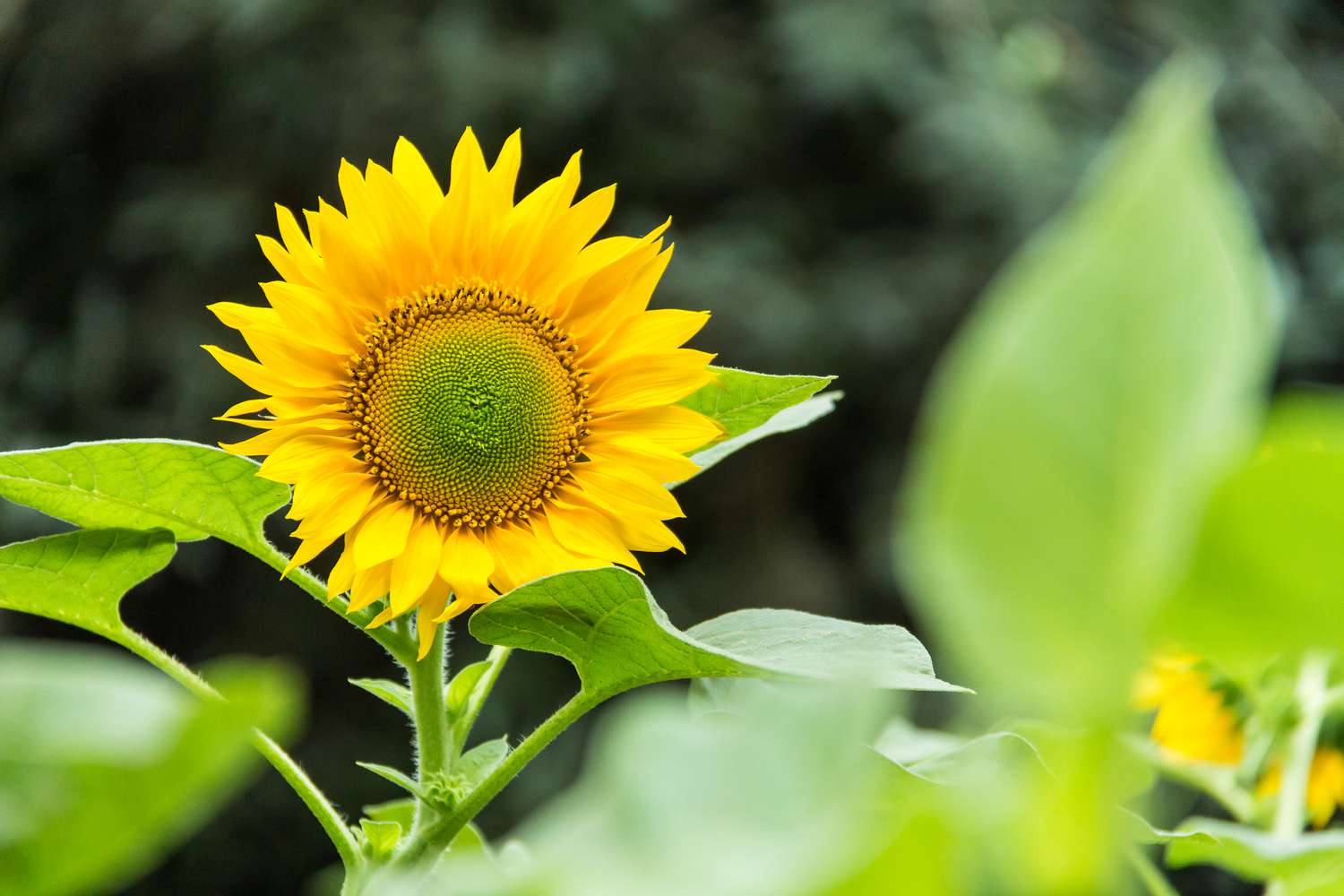 How Often Should I Water Sunflowers