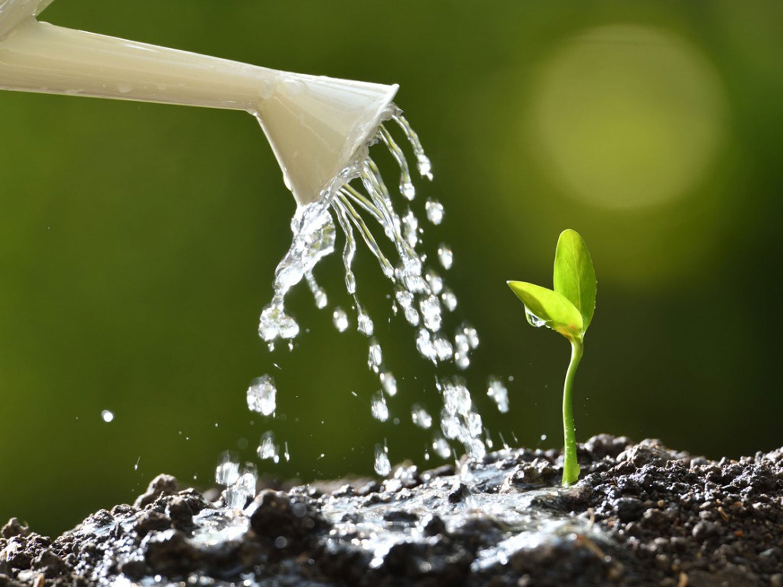 How Often Should You Water Seedlings