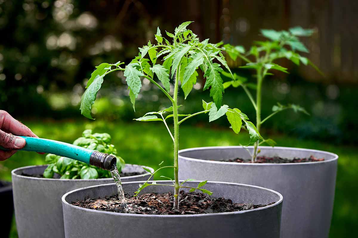 How Often Should You Water Tomato Seedlings