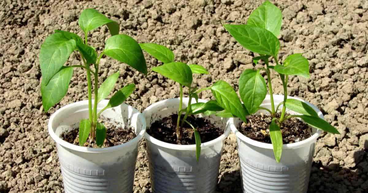 How Often To Fertilize Pepper Seedlings