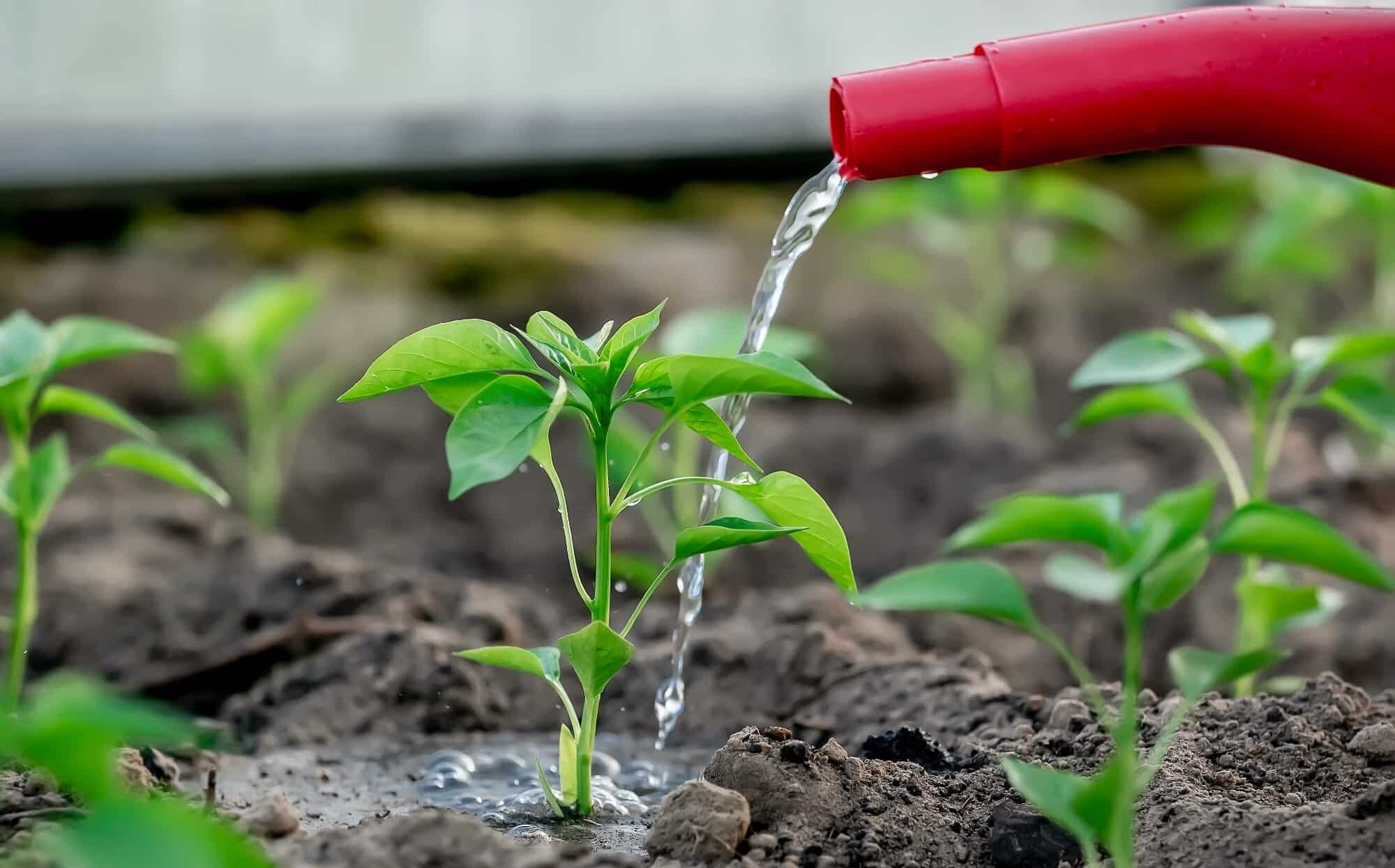 How Often To Water Pepper Seedlings