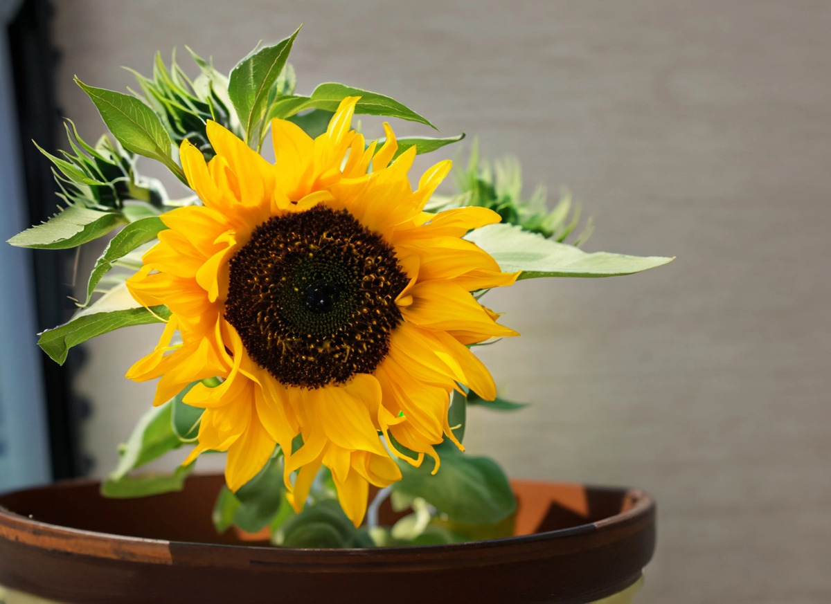 How Often To Water Potted Sunflowers